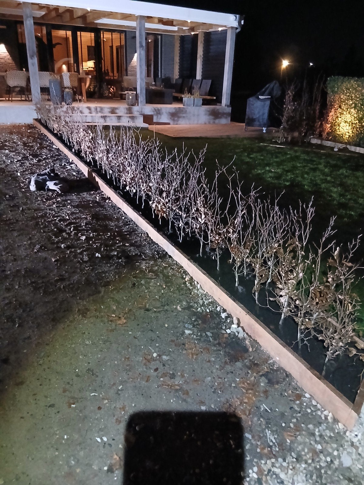 fagus sylfatica groene beuk, Tuin en Terras, Bloeit niet, Halfschaduw, 100 tot 250 cm, Ophalen