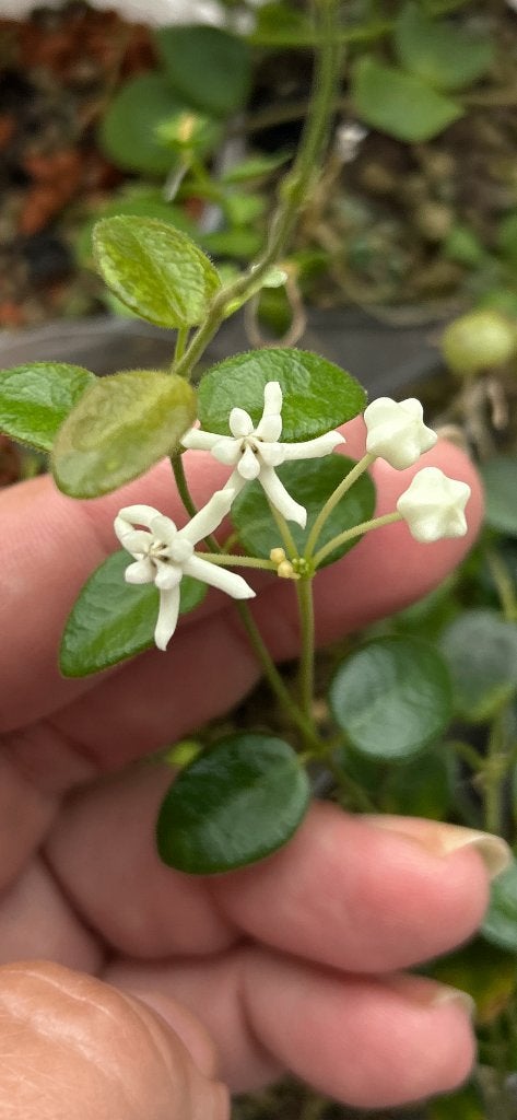 Hoya Pulleana IM-02 🪴, Huis en Inrichting, Overige soorten, In pot, Minder dan 100 cm, Bloeiende kamerplant