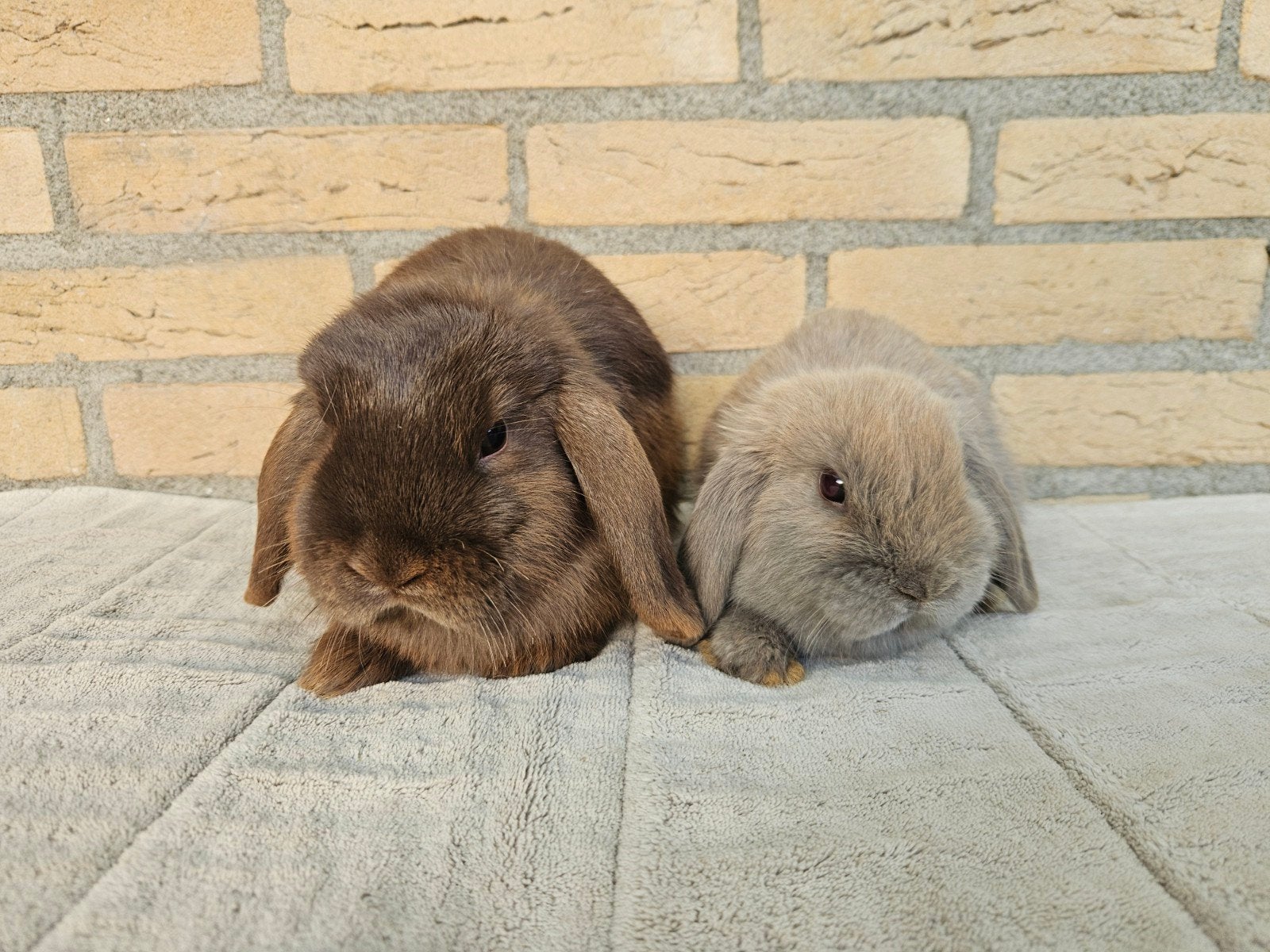 Jong Minilop koppeltje, Dieren en Toebehoren, Dwerg, Hangoor