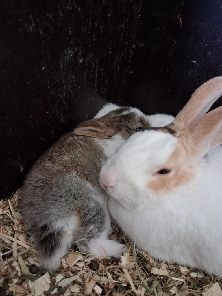 Konijnen, Dieren en Toebehoren, Konijnen, Middelgroot, Mannelijk, 0 tot 2 jaar