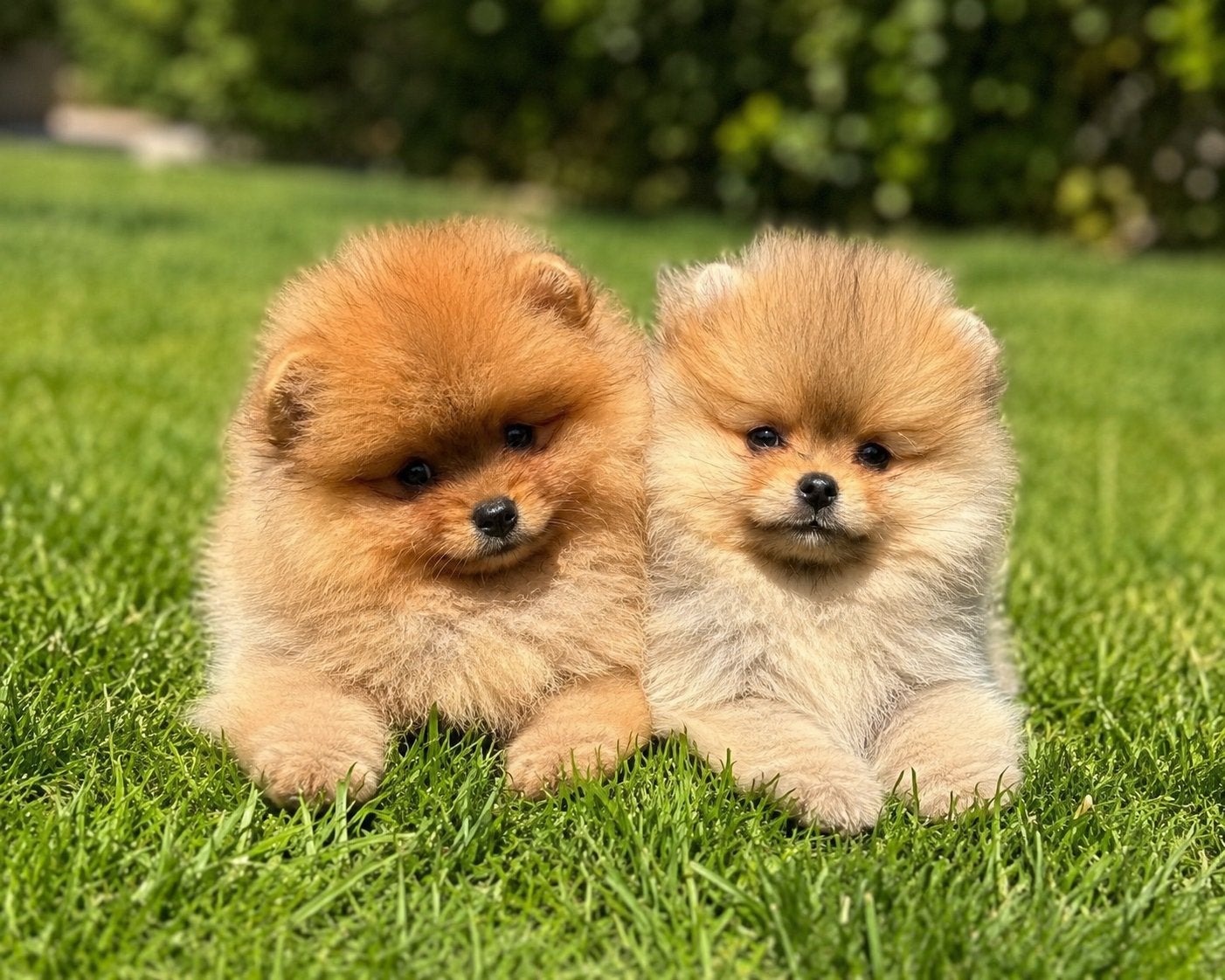 Pomeriaan pupje mini, Dieren en Toebehoren, Keeshond, 8 tot 15 weken, Parvo, Meerdere