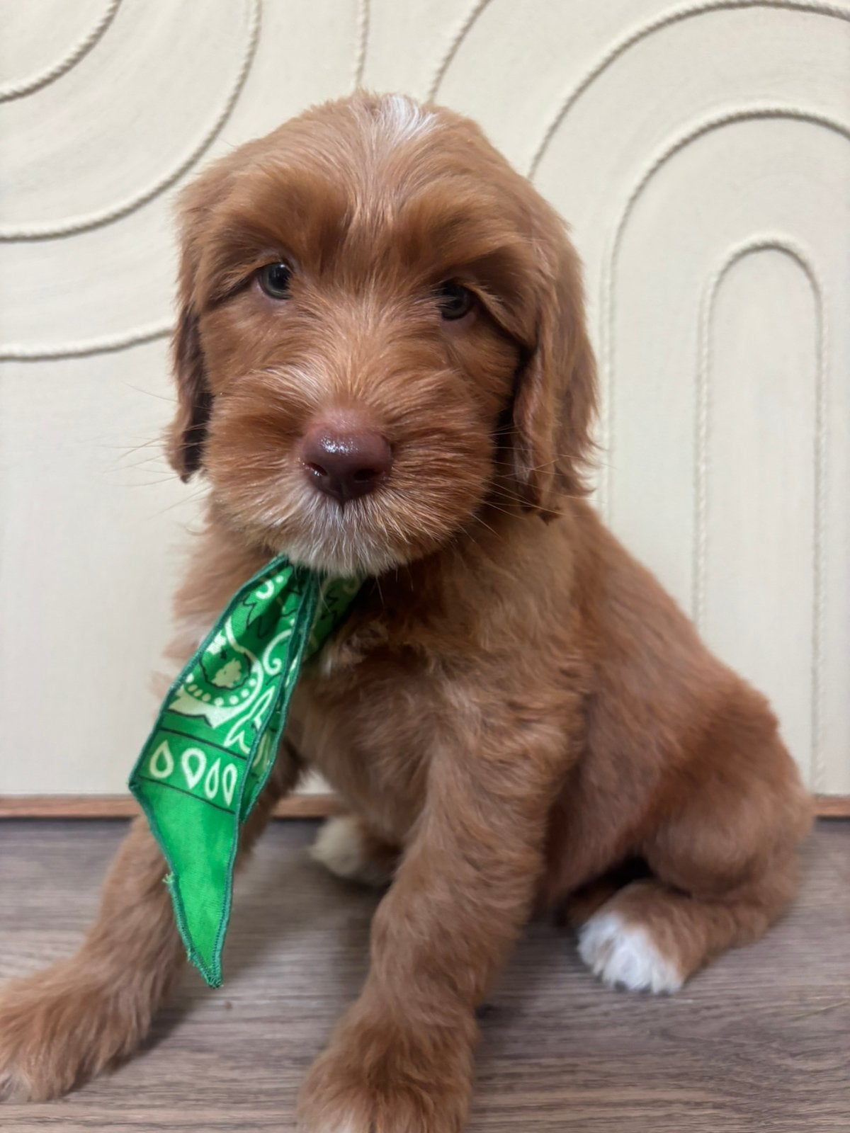 Cobberdog pup australian labradoodle puppies doodle puppy, Dieren en Toebehoren, Parvo, 8 tot 15 weken, Meerdere dieren, Eén hond