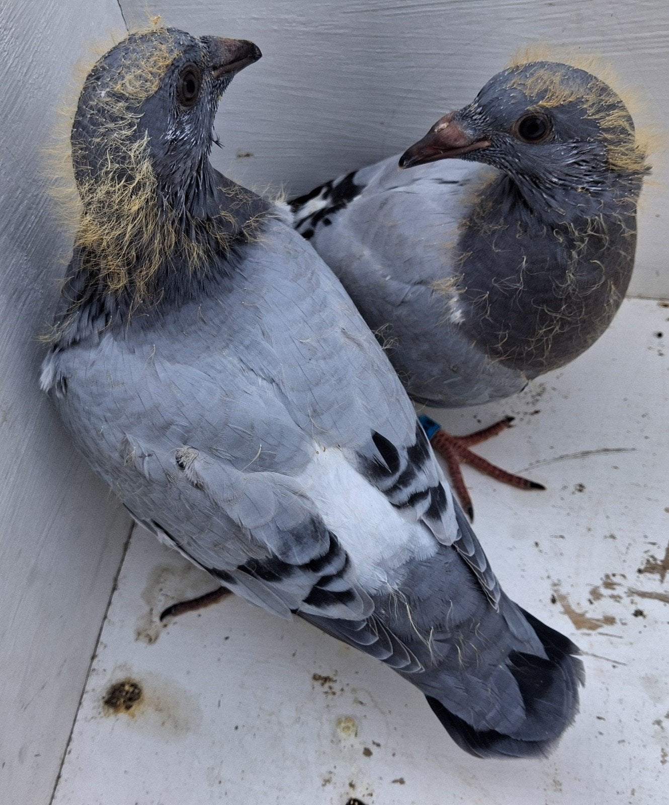 Postduiven jonge duiven piepers., Dieren en Toebehoren, Vogels | Duiven, Postduif, Meerdere dieren
