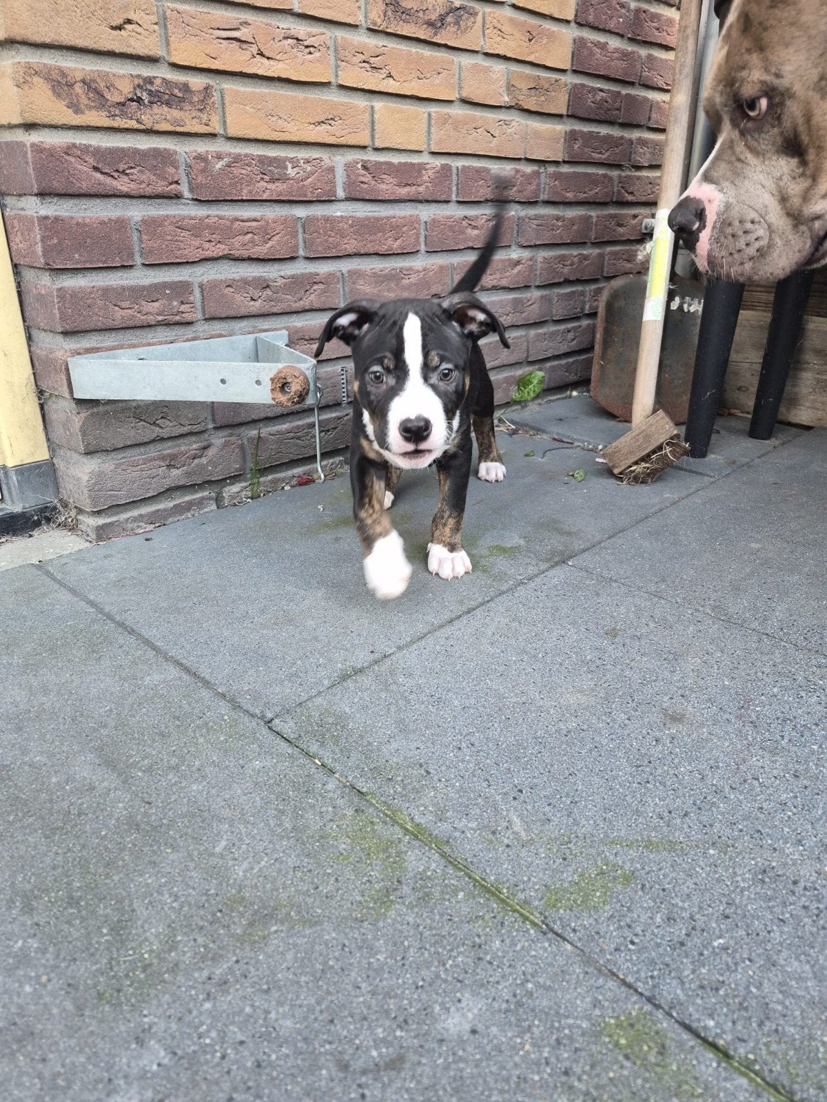 10 prachtige Pitbull x Bully pups beschikbaar, 8 tot 15 weken, Meerdere, Meerdere dieren, Middel