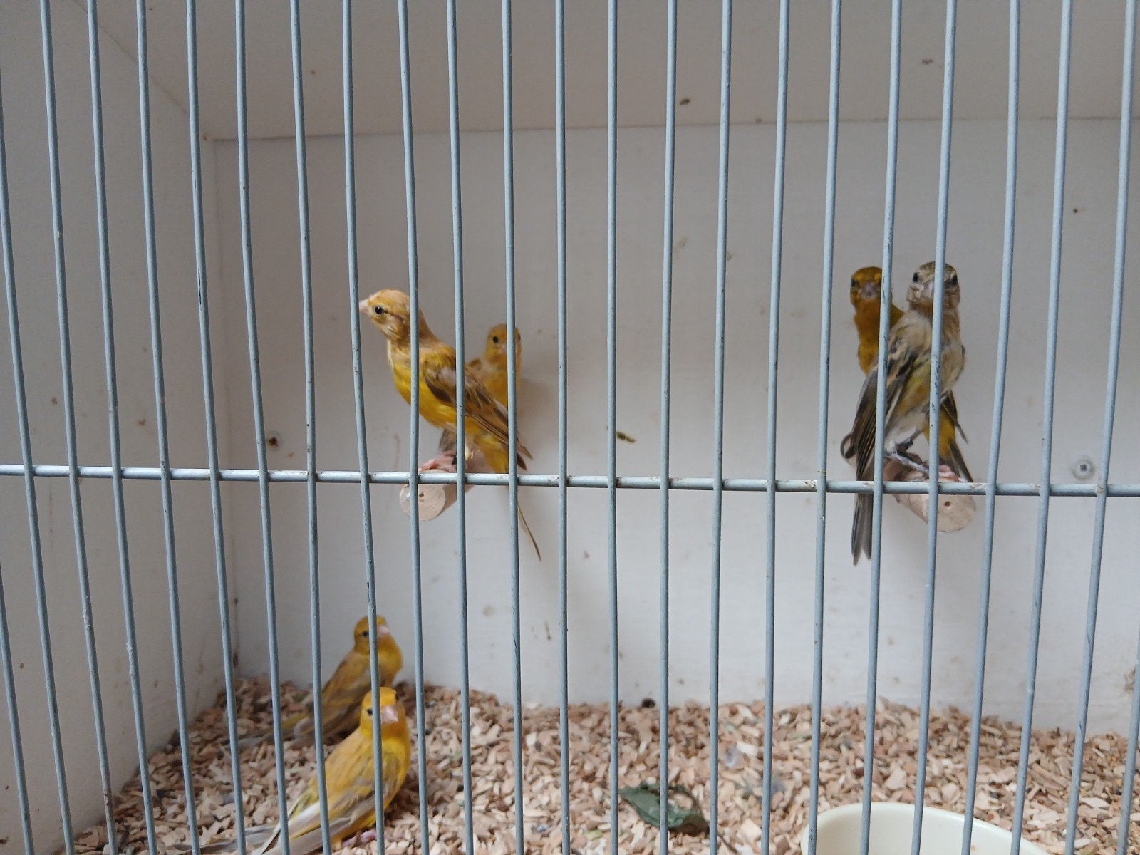 6 x japan hoso, Meerdere dieren, Kleurkanarie