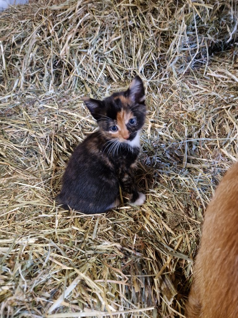 Kittens, Dieren en Toebehoren, Meerdere dieren, Kortharig, 0 tot 2 jaar