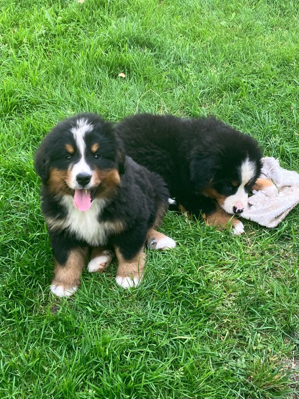Stevige berner sennen pup nog 1 reu bernersennen, Parvo, Meerdere dieren, Eén hond, Nederland