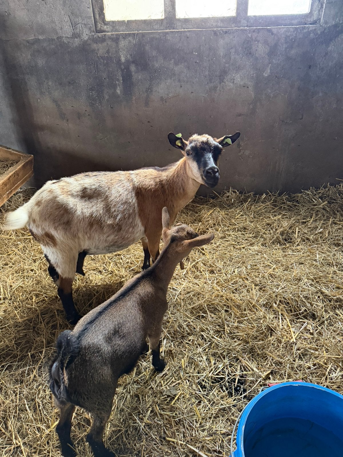 5  dwerg geitjes, Dieren en Toebehoren, Meerdere dieren, Geit, 0 tot 2 jaar