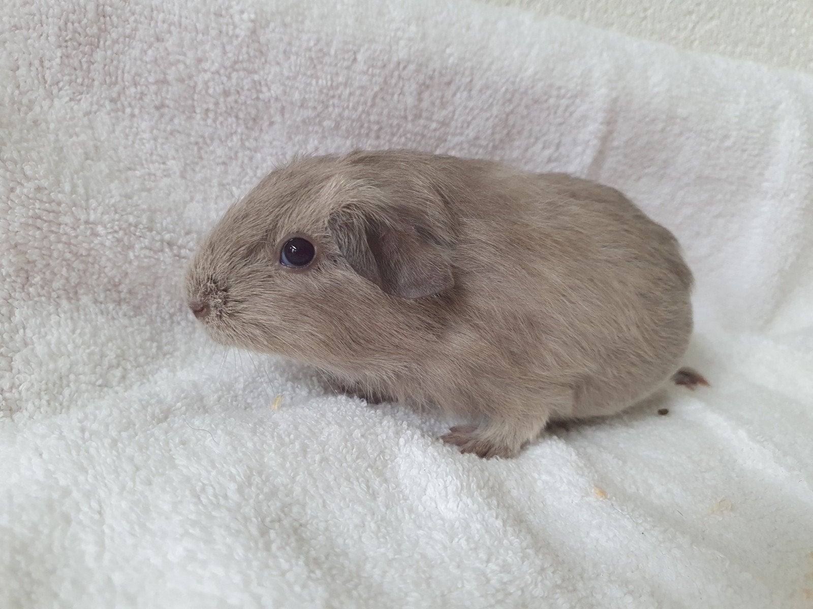 cavia broertjes rond de 5 weekjes jong, Dieren en Toebehoren, Cavia, Mannelijk, Juli, Tam