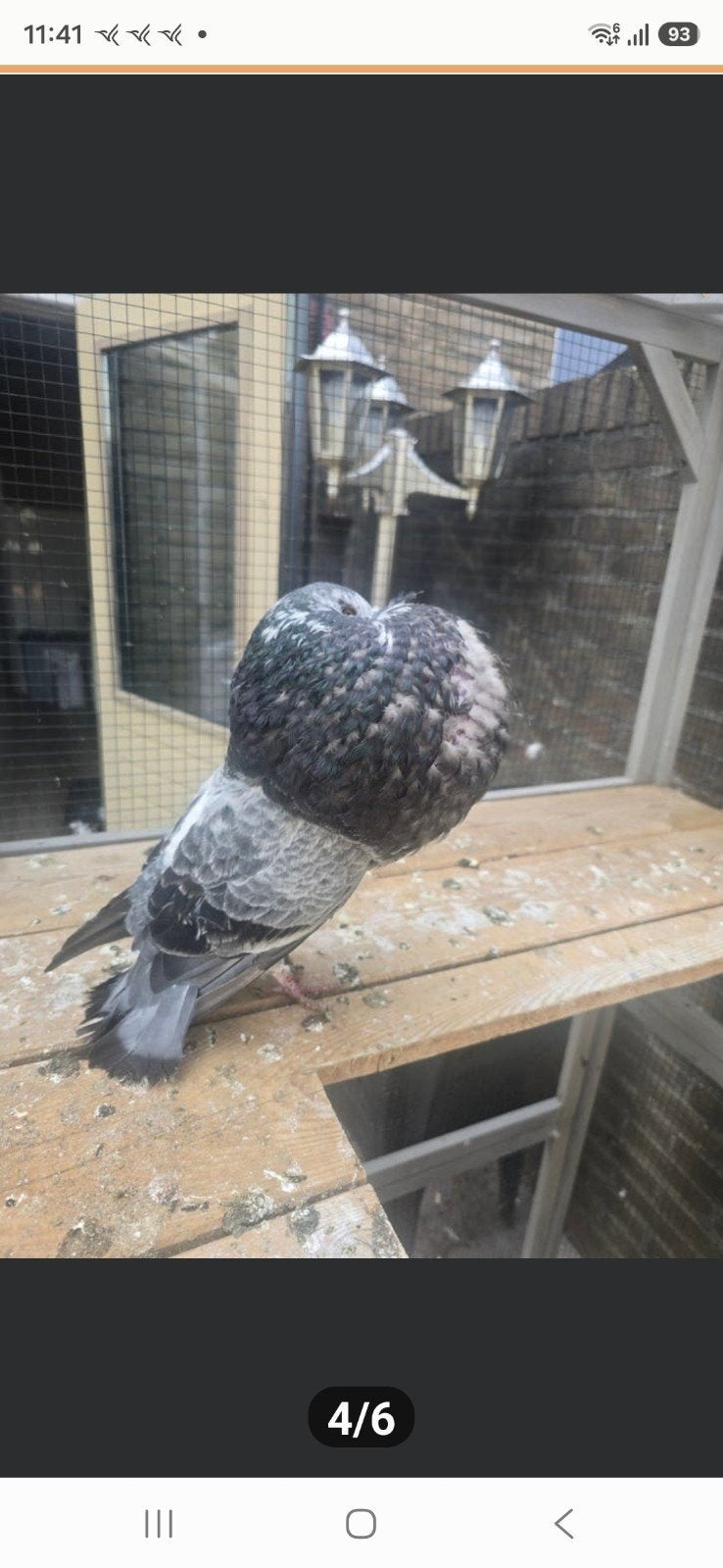 Gaditano duif, Dieren en Toebehoren, Vogels | Duiven, Vrouwelijk, Kropper