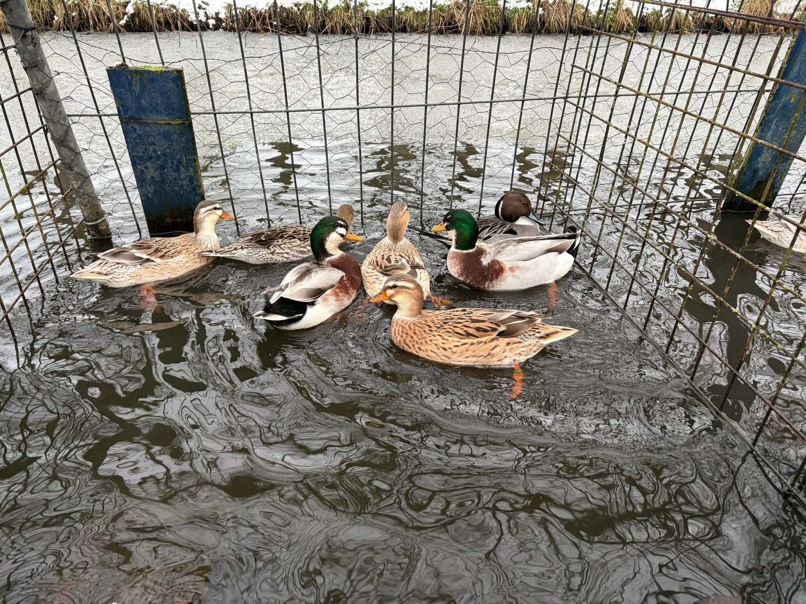 Kwakers Silver Appleyard, Dieren en Toebehoren, Meerdere dieren, Eend