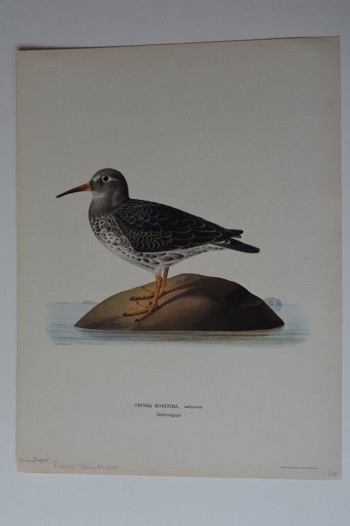 STRANDLOPER ORIGINELE VOGEL LITHO "TRINGA MARITIMA" 1929 VI6, Antiek en Kunst, Kunst | Etsen en Gravures, Origineel, 23 cm, Ophalen of Verzenden