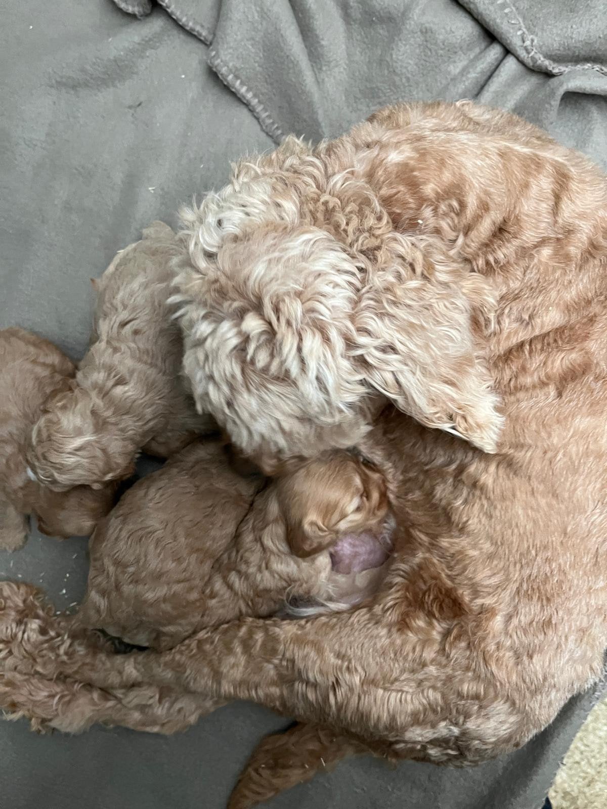 cockapoo pups, 8 tot 15 weken, CDV (hondenziekte), Meerdere, Meerdere dieren