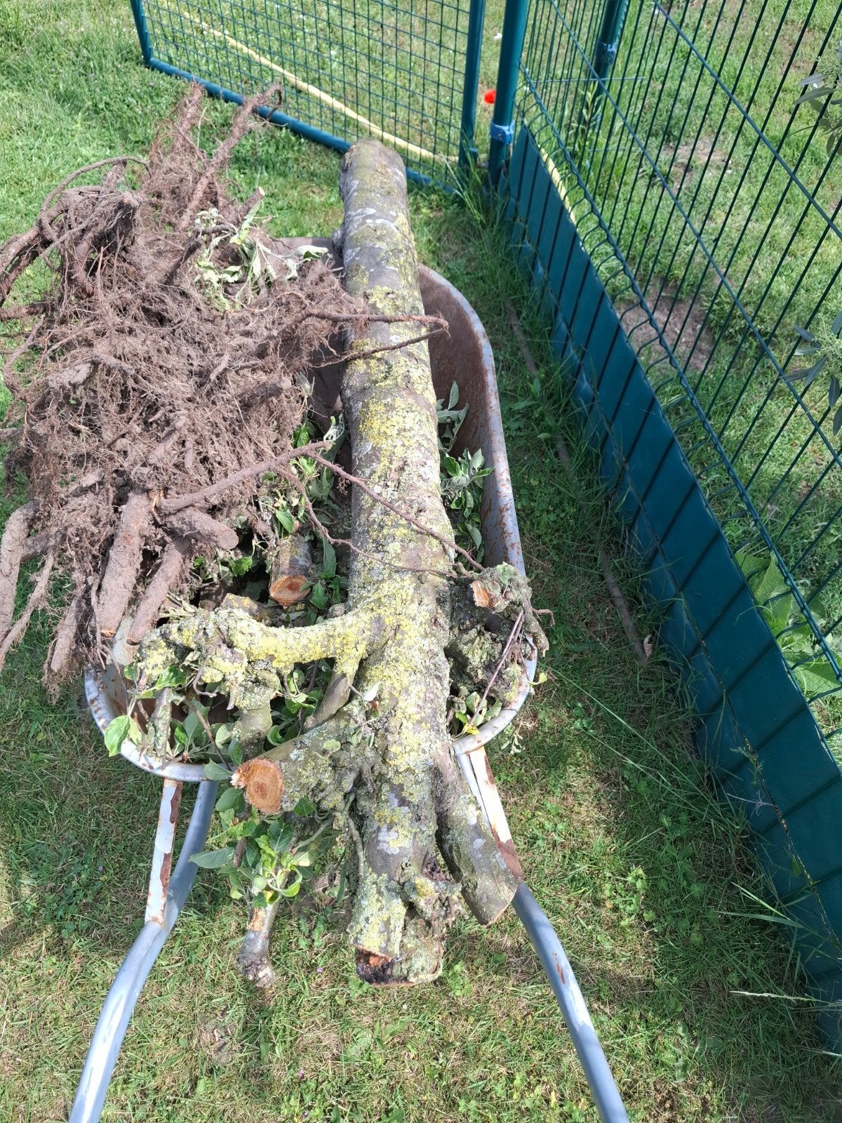 Boomstam van appelboom voor houtbewerking (1m x 15cm), Doe-het-zelf en Verbouw, Hout en Planken, Ophalen, Gebruikt, Overige typen