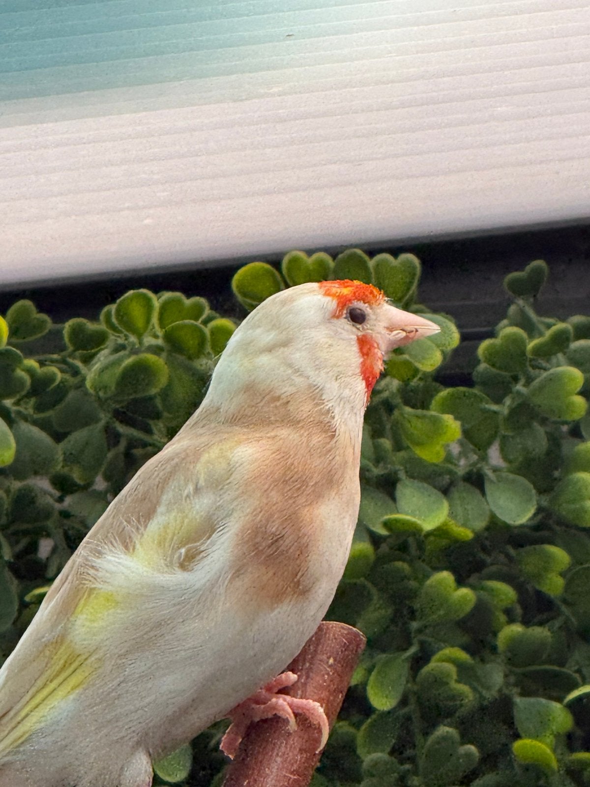 Majoor putters bruin pastel pop, Dieren en Toebehoren, Vrouwelijk, Wildzangvogel