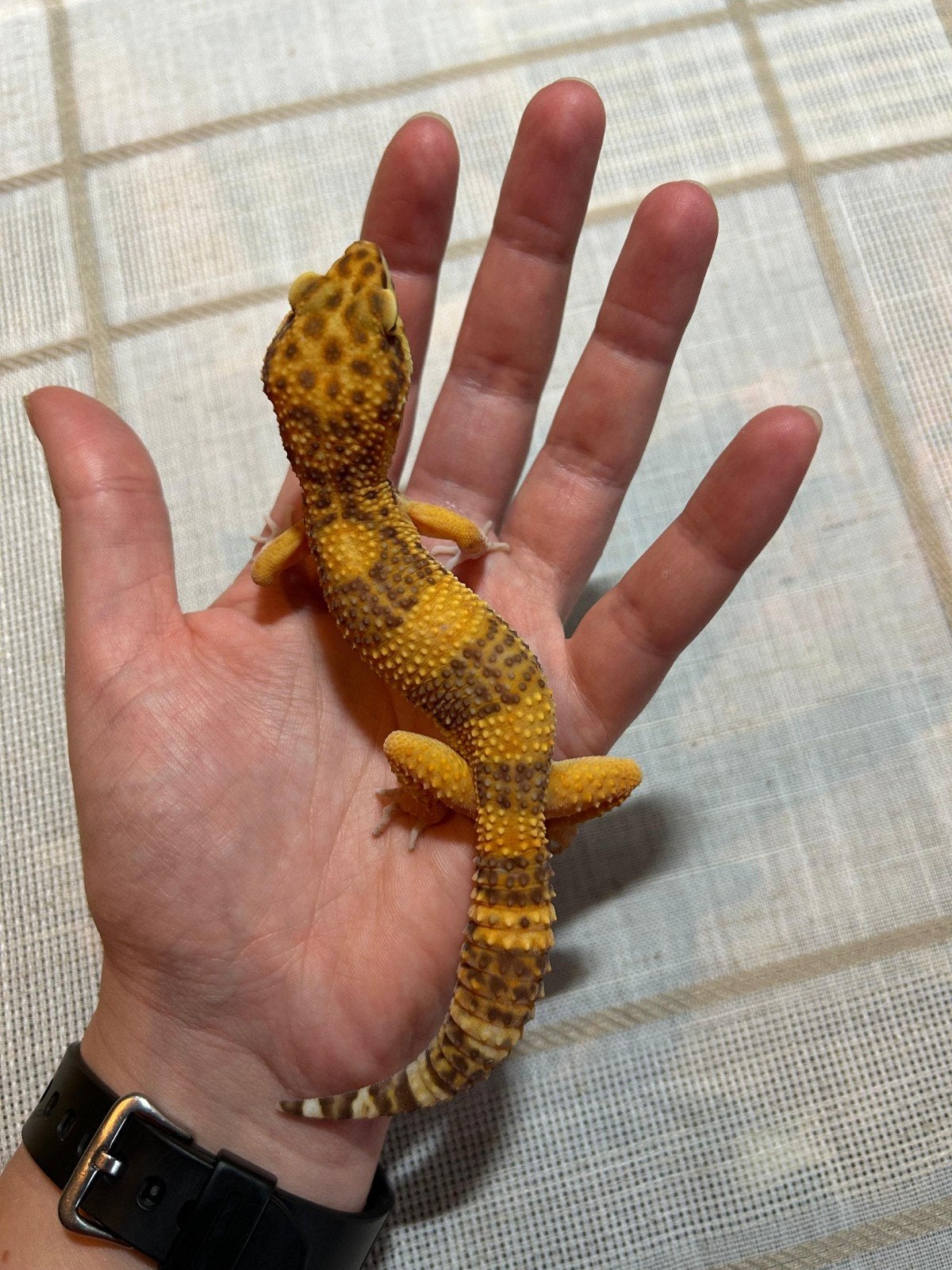 luipaardgekko - 1.0.0 Leopard Gecko - male for sale from Maaike