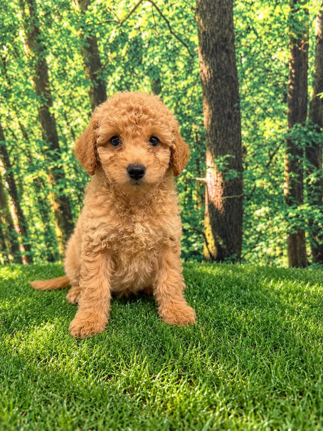 Lieve labradoodle puppy's (mini), Overige rassen, CDV (hondenziekte), 8 tot 15 weken, Meerdere