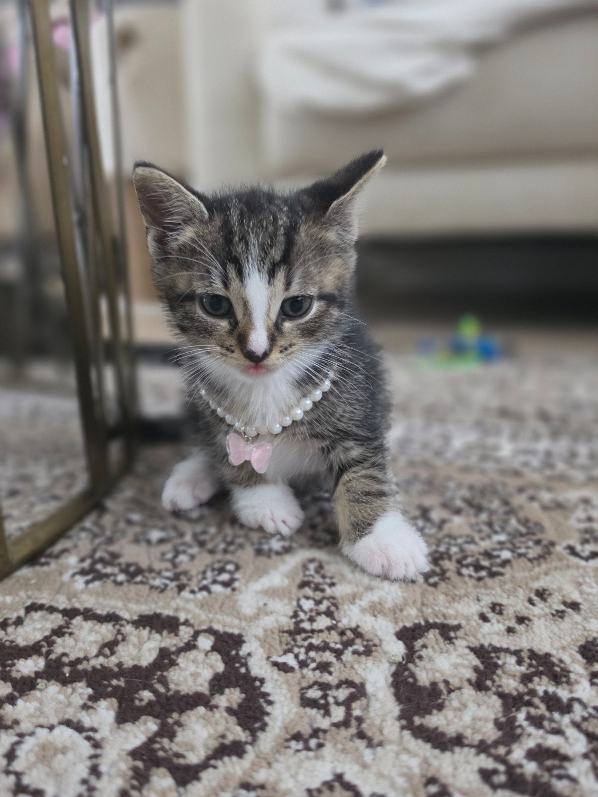 2x kittens poes en kater, Poes