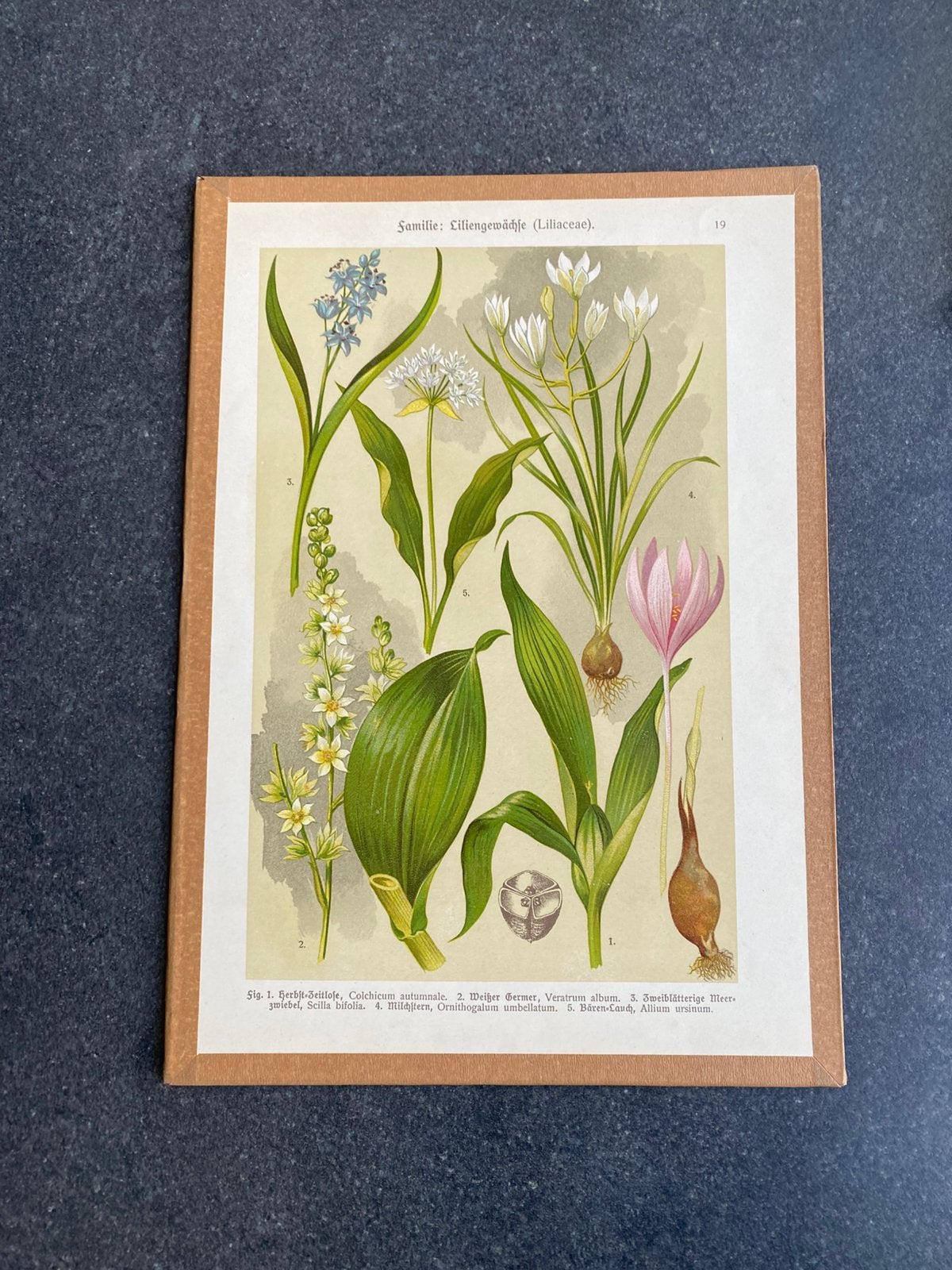 Verschillende prenten 20x29 cm uitzoeken pst 5 euro, Antiek en Kunst, Ophalen of Verzenden, Natuur en Biologie
