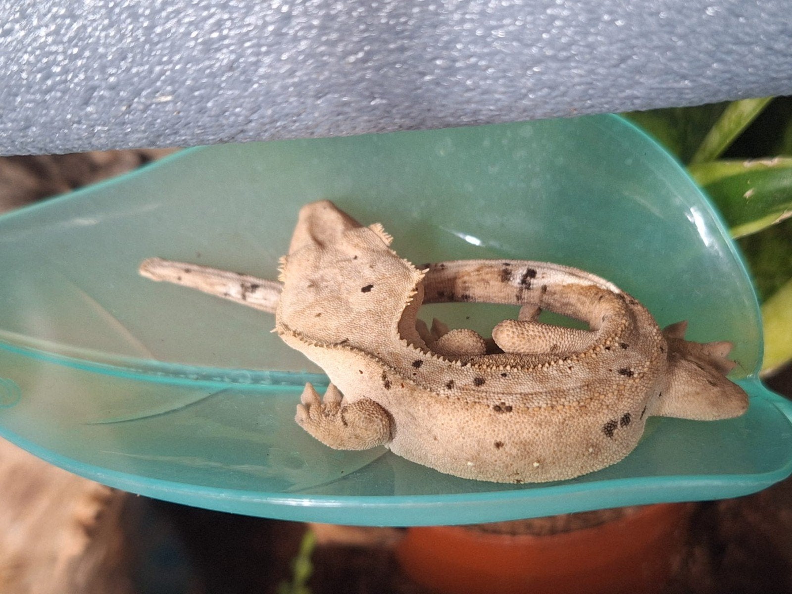 wimper gekko.man Crested Gecko photo 5