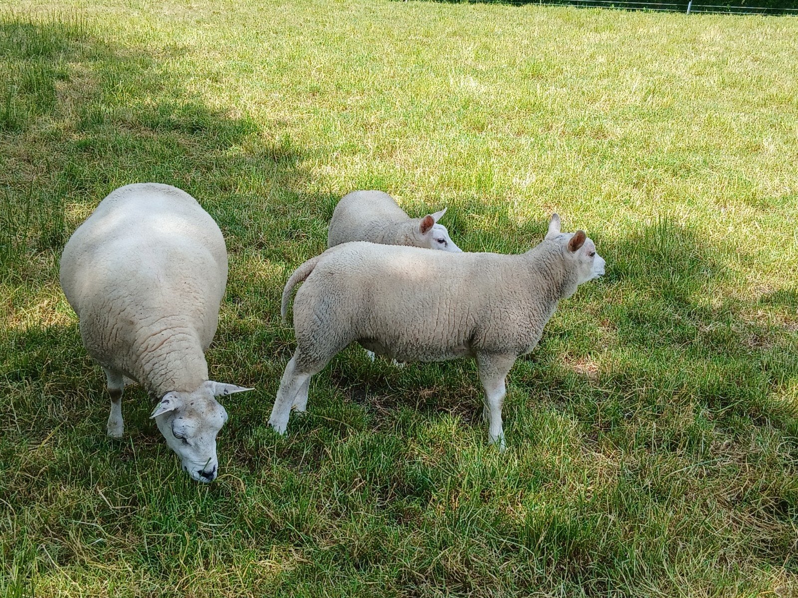 Texelaar dekrammen, Mannelijk, Schaap