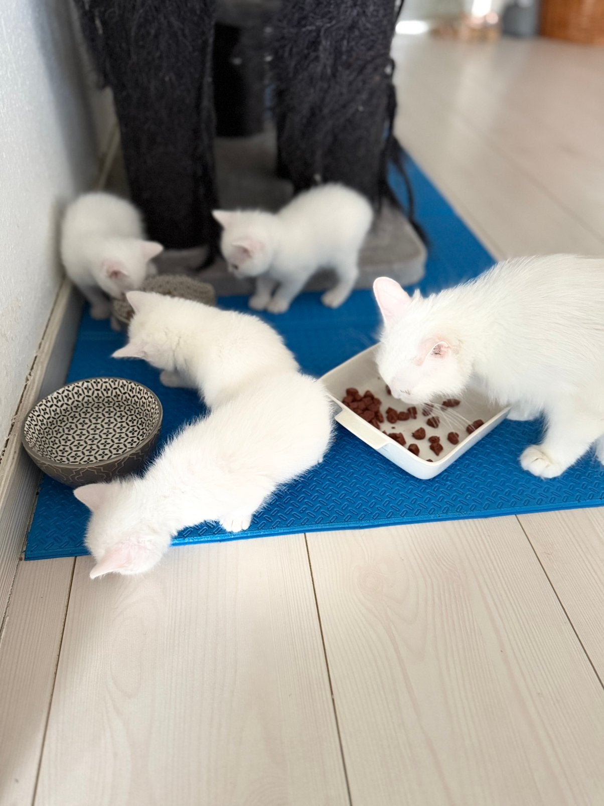 Leuke lieve turkse angora kittens, Meerdere dieren, Gechipt, 0 tot 2 jaar