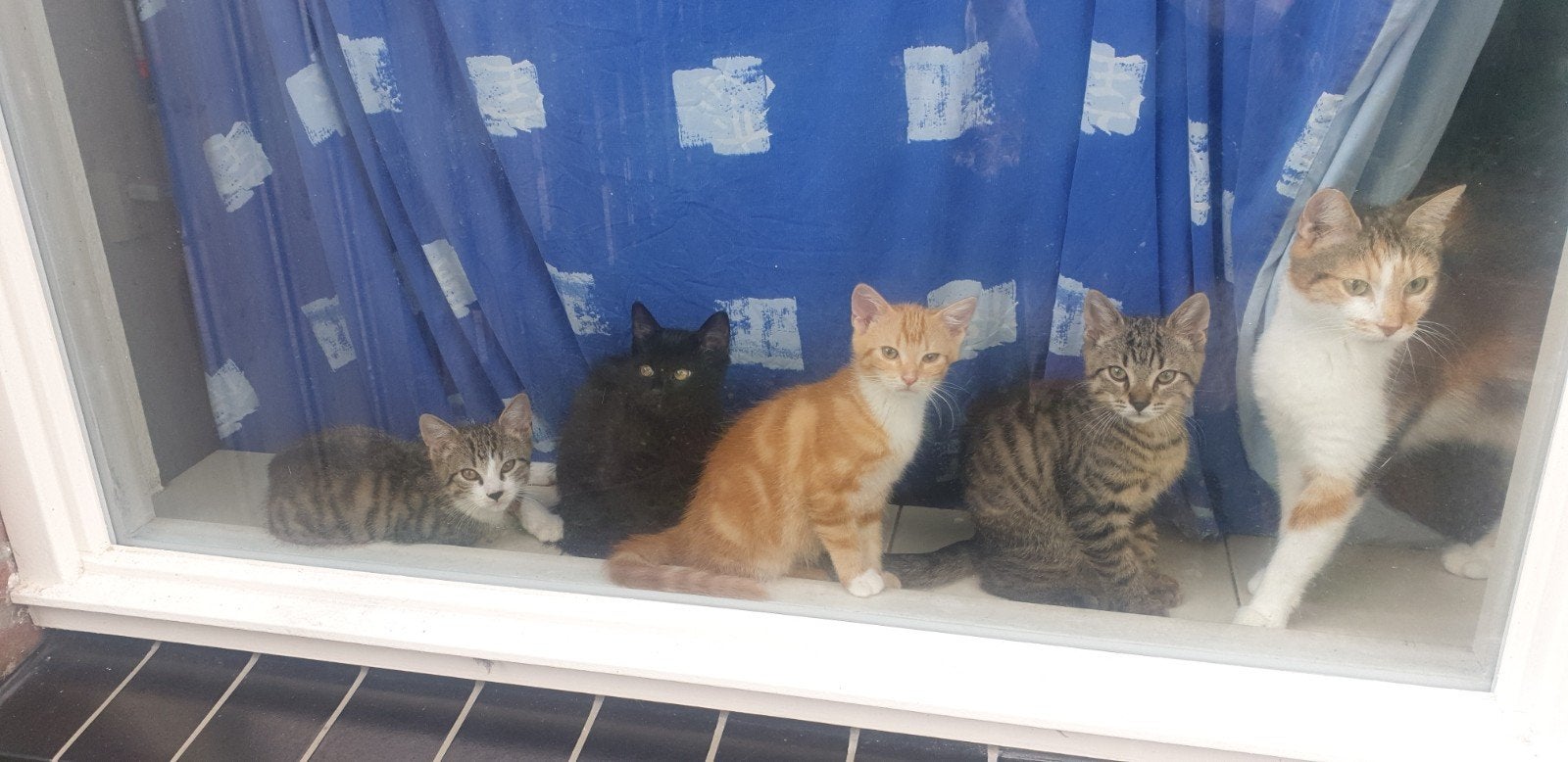 Kittens 10 weken mogen het nest per direct verlaten, Dieren en Toebehoren, Katten en Kittens | Overige Katten, Meerdere dieren