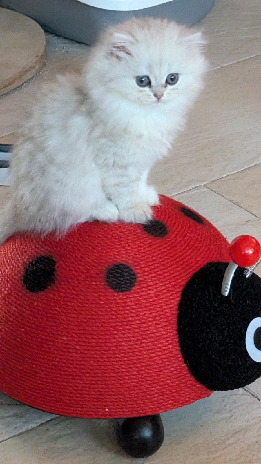 Britse Langhaar een heel mooi poesje, Dieren en Toebehoren, Poes, Gechipt