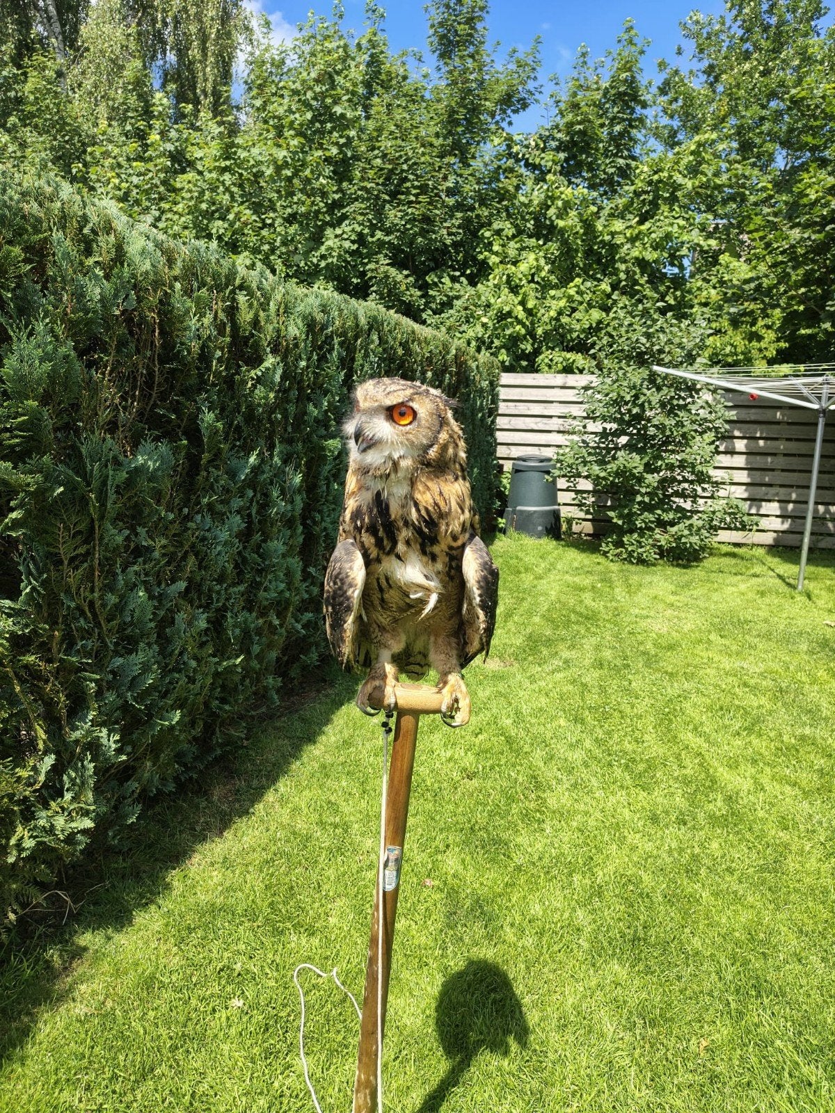 Europese Oehoe 15 weken oud, Dieren en Toebehoren, Vogels | Overige Vogels, Vrouwelijk, Roofvogel, Geringd