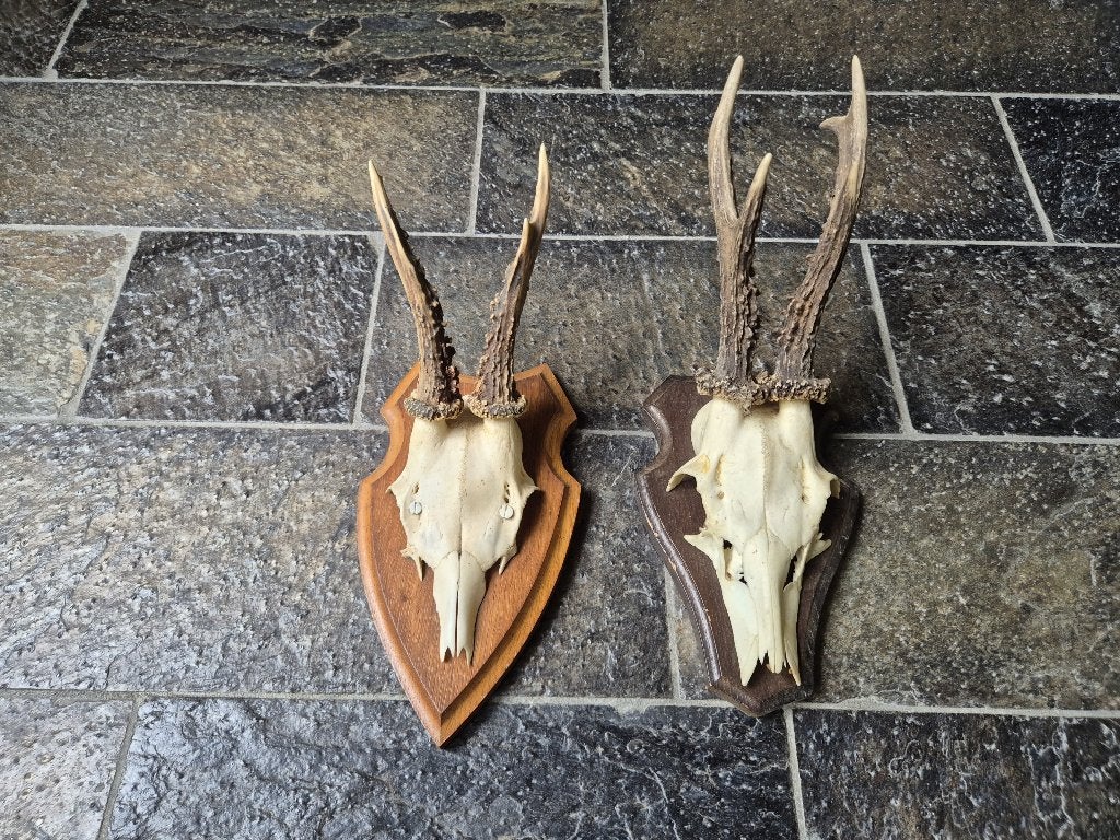 2 Prachtige Ree Geweien samen € 18 jacht hut mancave h37, Ophalen of Verzenden, Gebruikt, Hert, Gewei of Kop