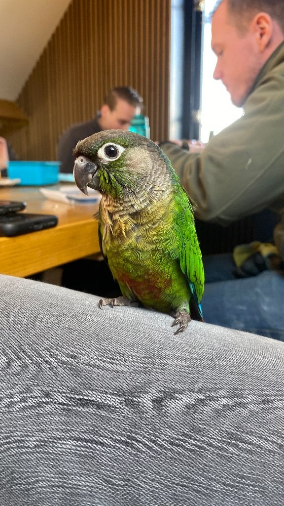 Pyrrhura | Net zelfstandig | Verschillende kleuren, Dieren en Toebehoren, Vogels | Parkieten en Papegaaien, Meerdere dieren, Parkiet