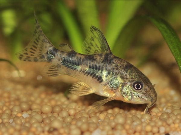 Corydoras paleatus, Dieren en Toebehoren, Vis