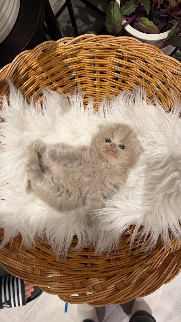 Britse korthaar/langhaar kitten,laatste 2kater beschikbaar❗️, Meerdere dieren, Ontwormd, 0 tot 2 jaar