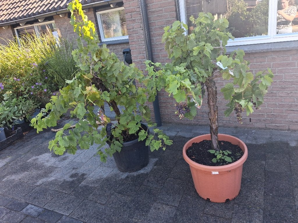 Mediterraanse druif Vitis vinifera ACTIE! NU €75,-, Tuin en Terras, Planten | Fruitbomen, Minder dan 100 cm, Overige soorten, Volle zon