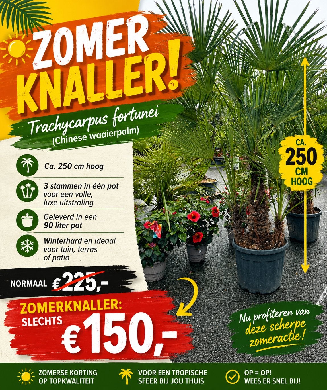 Olijfbomen, Palmen, Vijgen, Oleander,  - Zomerknaller’s !, Tuin en Terras, Planten | Tuinplanten, Volle zon, Vaste plant, Bloeit niet