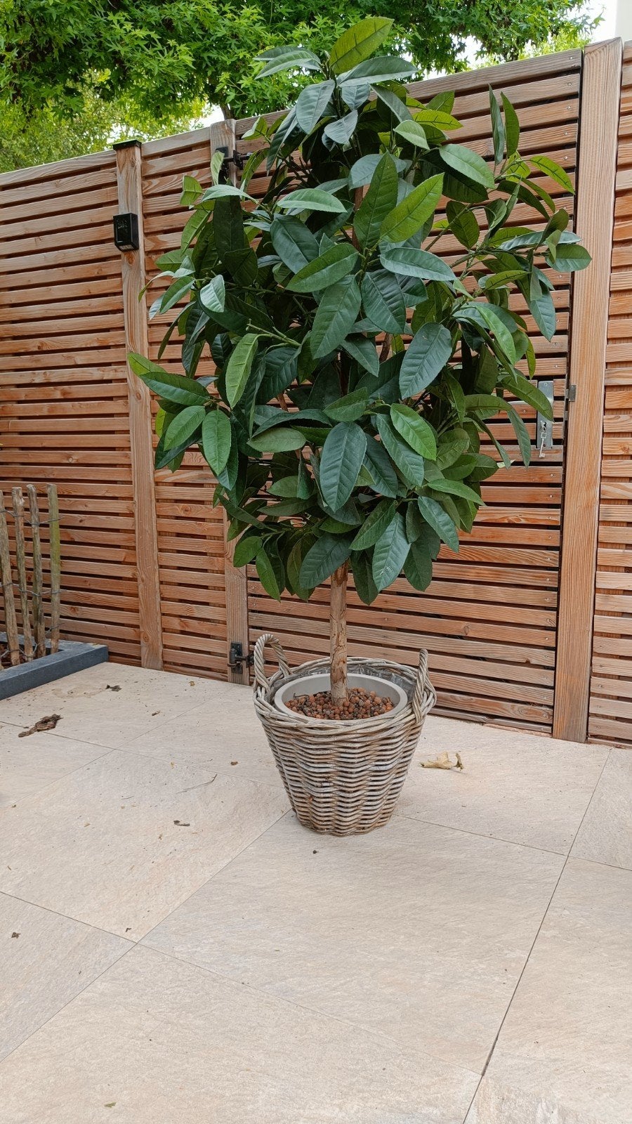 Kunstplant/boom laurier, Ophalen, Bloeit niet, Overige soorten, 100 tot 250 cm