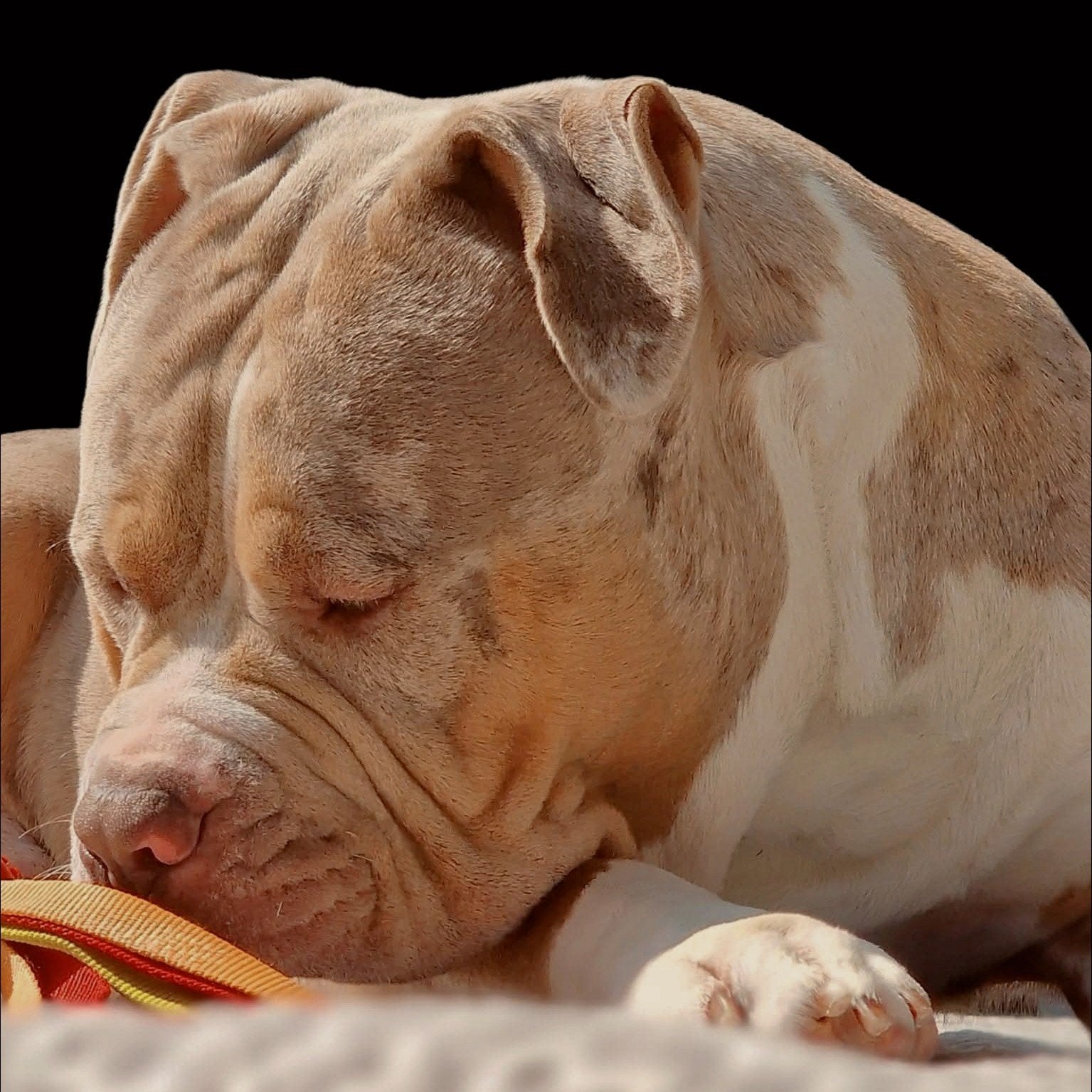 American Bully Merle Tri Dekreu, Eén hond, 3 tot 5 jaar, Nederland, Particulier