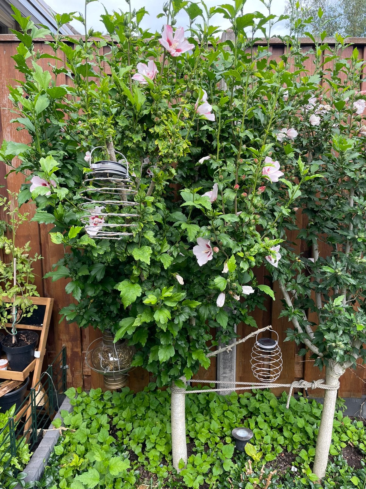 Hibiscus stekjes, Overige soorten, Minder dan 100 cm, Zomer, Ophalen
