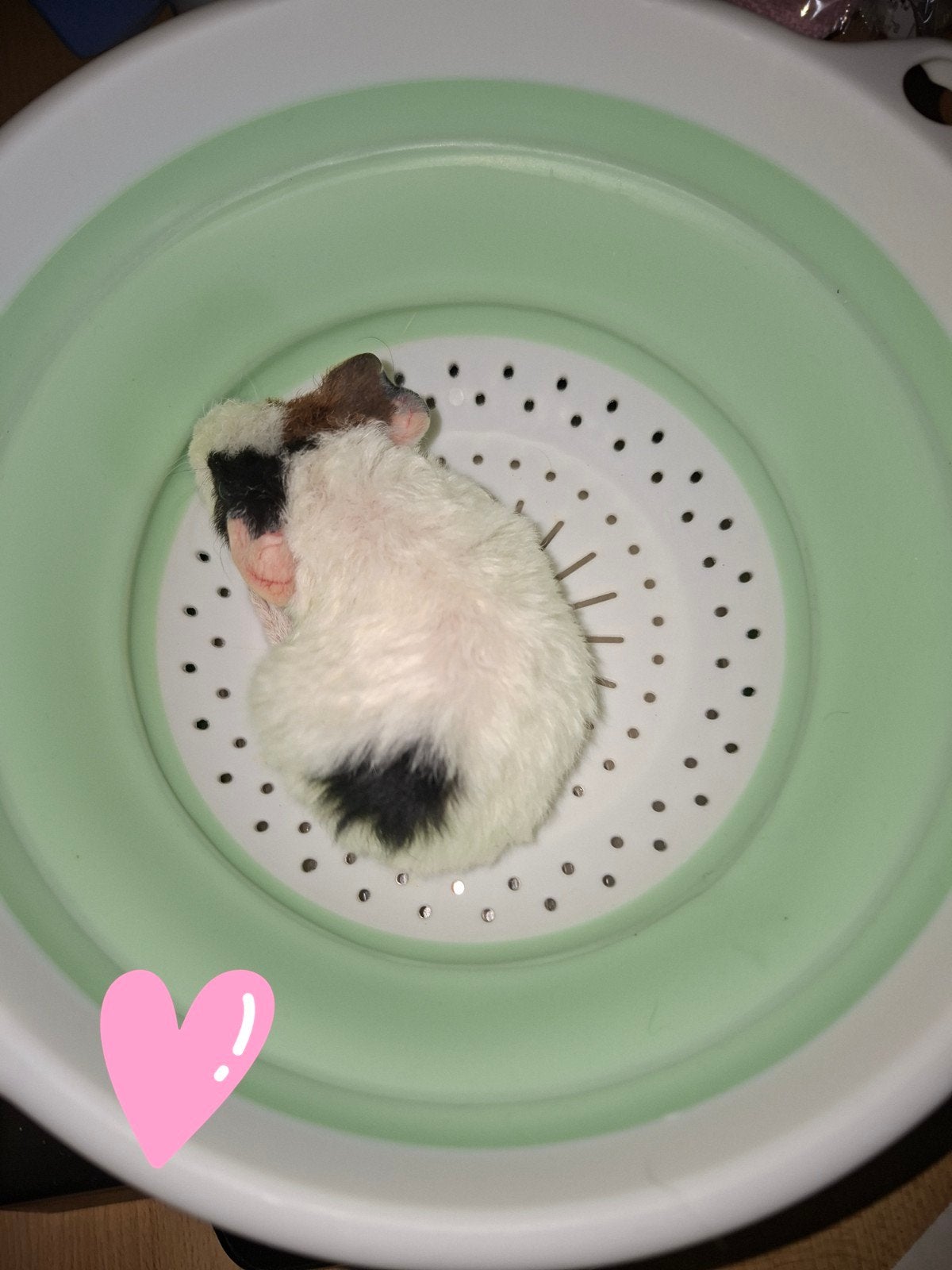 2 beertjes zijn gereserveerd  zeugje foto 1 nog te koop, Dieren en Toebehoren, Juli, Meerdere dieren, Cavia