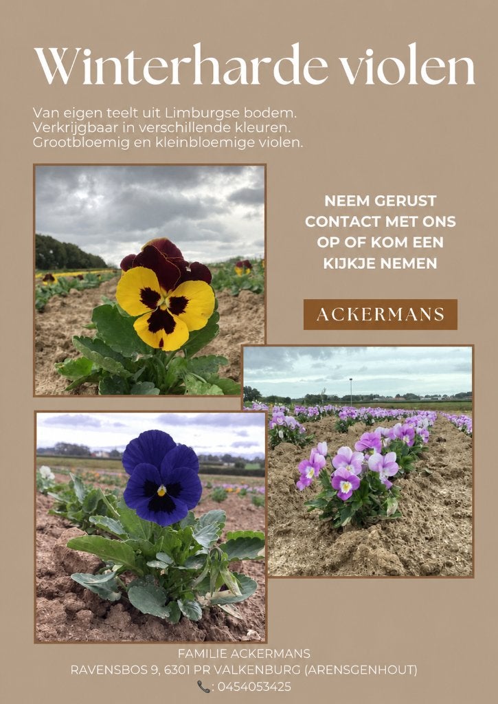 violen winterhard in diverse kleuren, Ophalen, Overige soorten, Volle zon