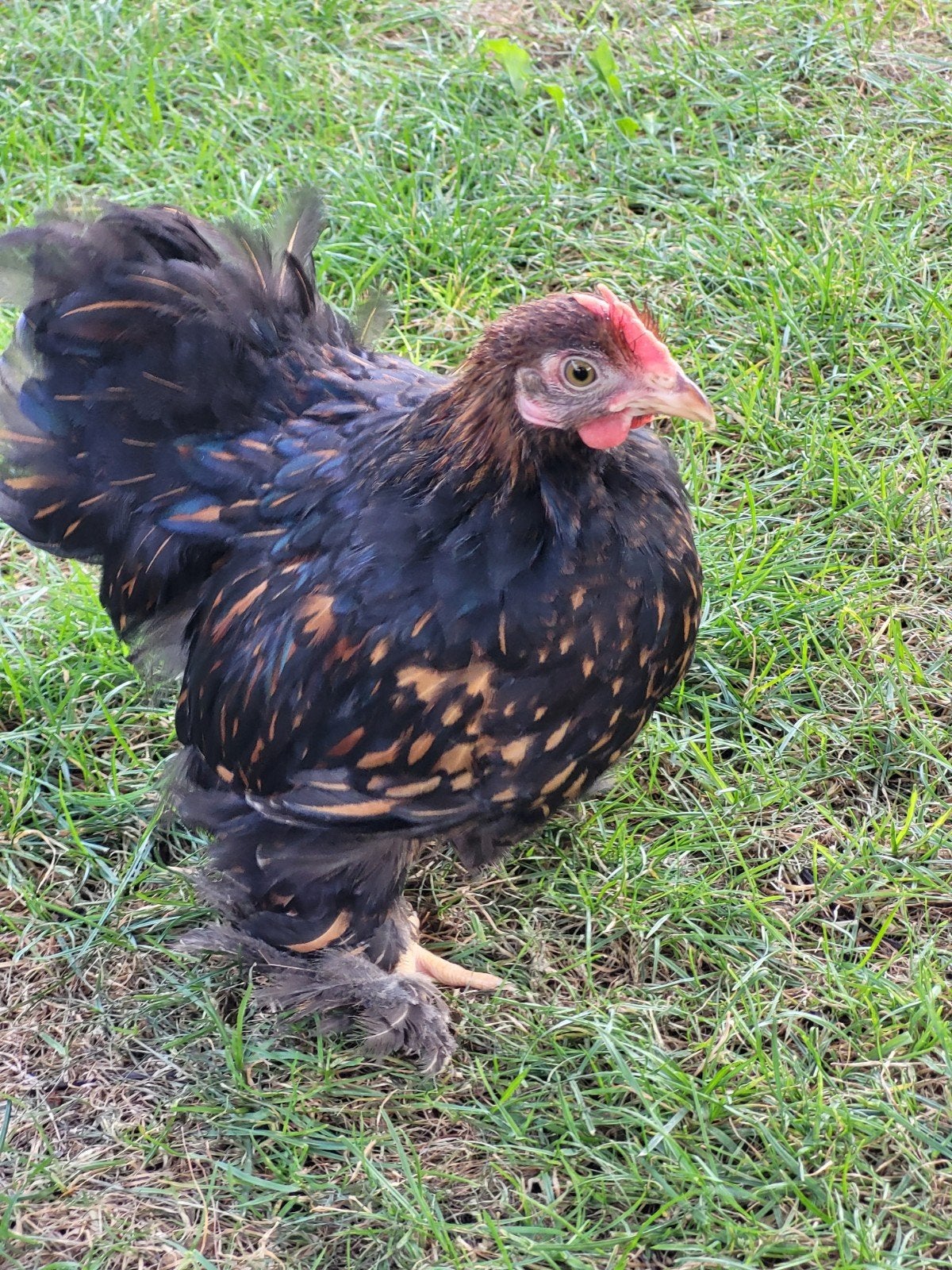 Cochin kriel haan, Dieren en Toebehoren, Mannelijk, Kip