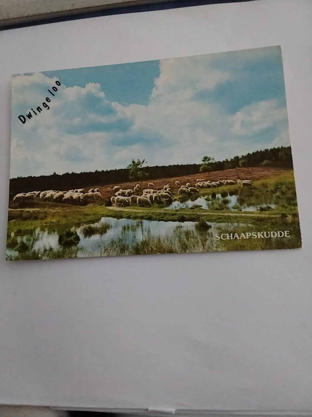 DWINGELOO. 1979.   SCHAAPSKUDDE, Ophalen of Verzenden, 1960 tot 1980