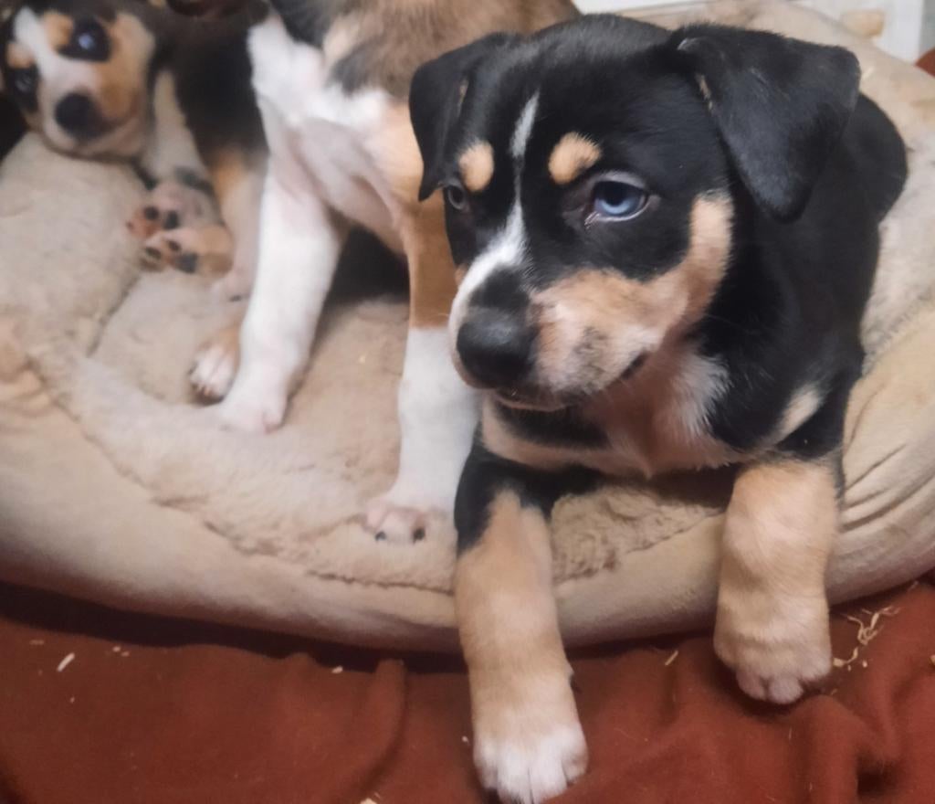 Leukste! Amerikaanse stafford X pups tricolor & blauwe ogen, Parvo, Reu, 8 tot 15 weken, American Staffordshire Terriër