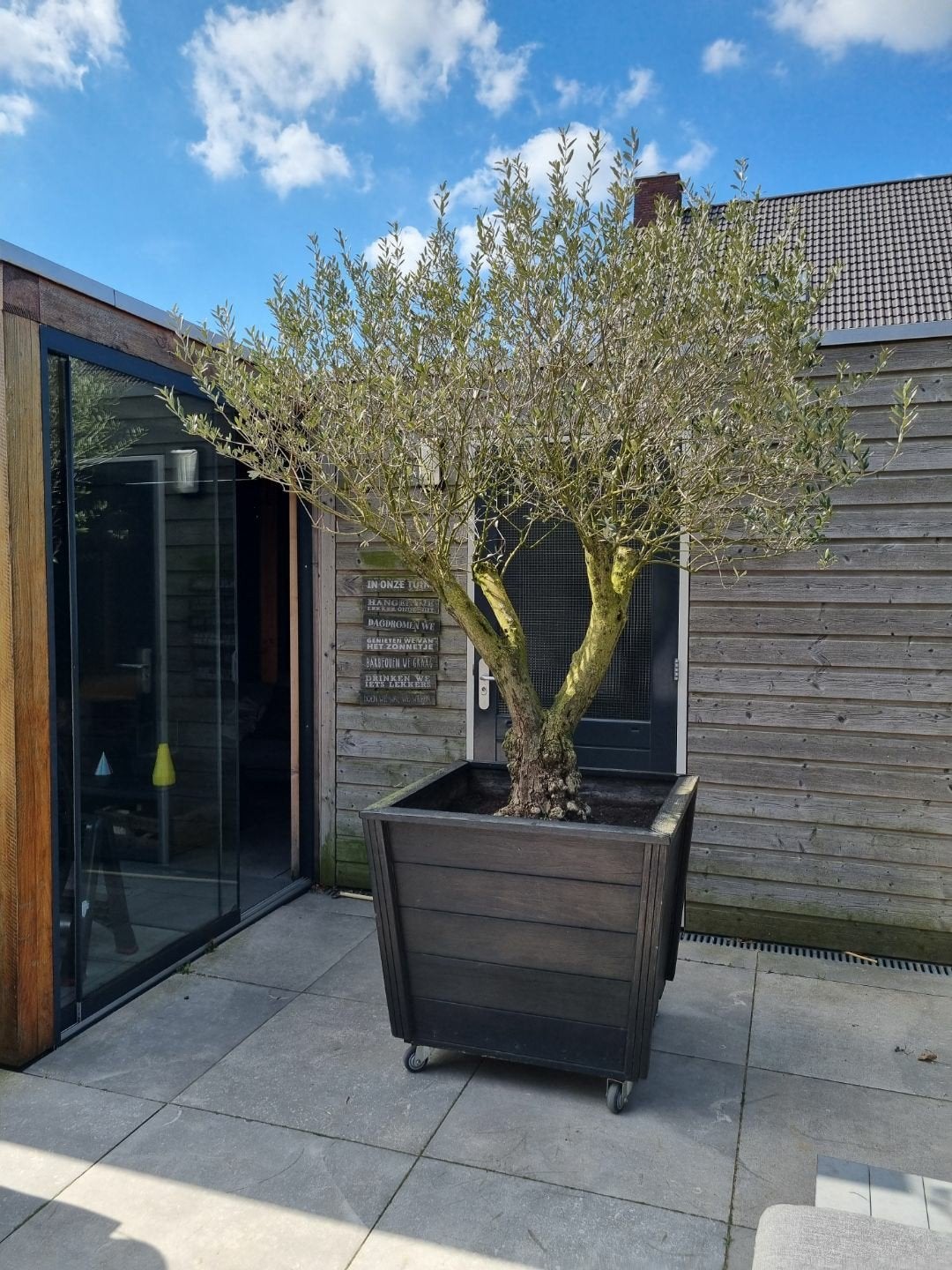 Olijfboom groot 1.80 x 2.75 inclusief hardhouten bak, Tuin en Terras, Ophalen, Vaste plant, Fruitplanten