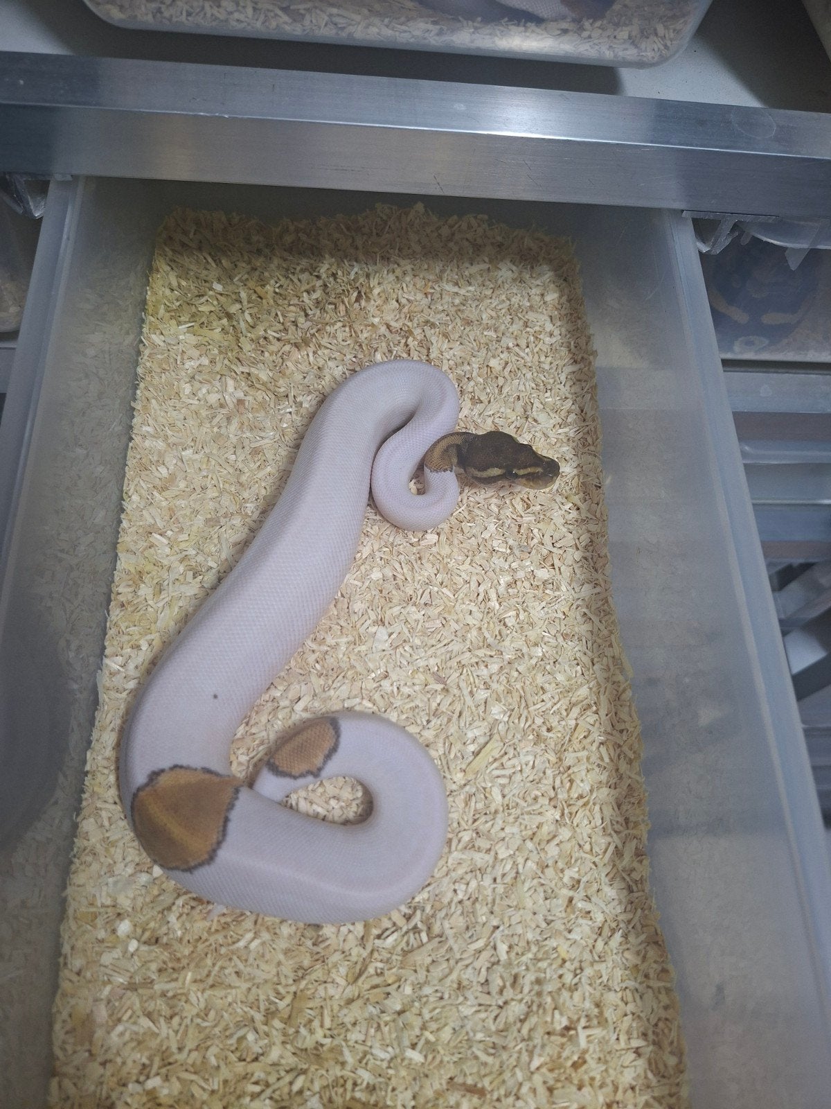 Python regius volwassen en nakweek Ball Python photo 6