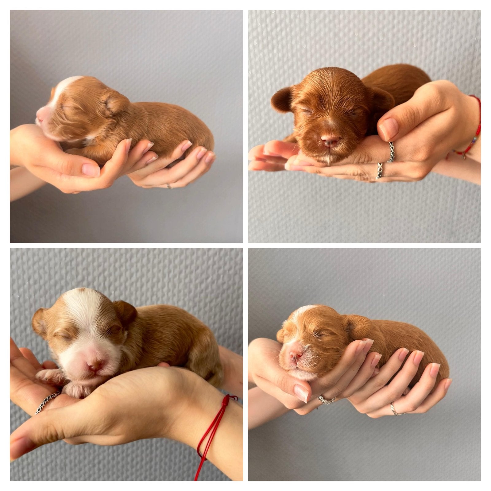 Havanese, Dieren en Toebehoren, 8 tot 15 weken, Buitenland, Parvo, Eén hond