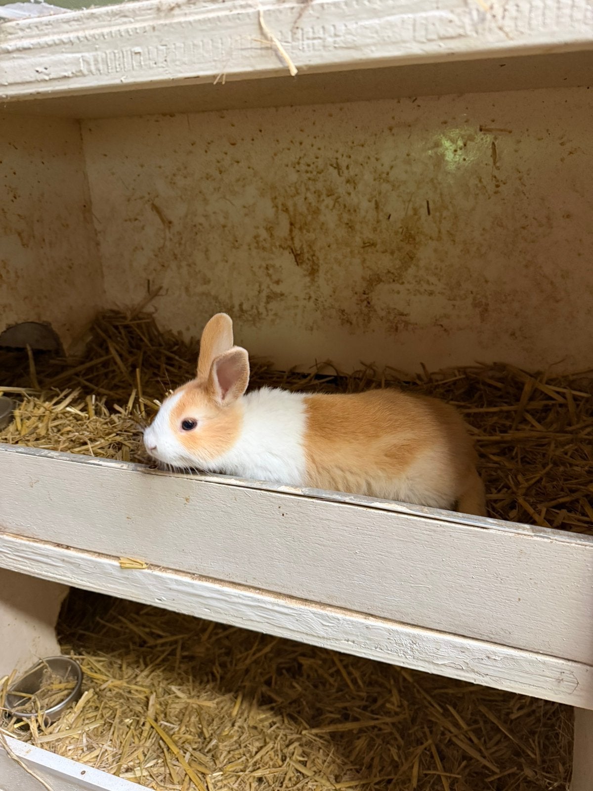 Bruine hollander ram, Dieren en Toebehoren, Konijnen, Mannelijk, Middelgroot, 0 tot 2 jaar