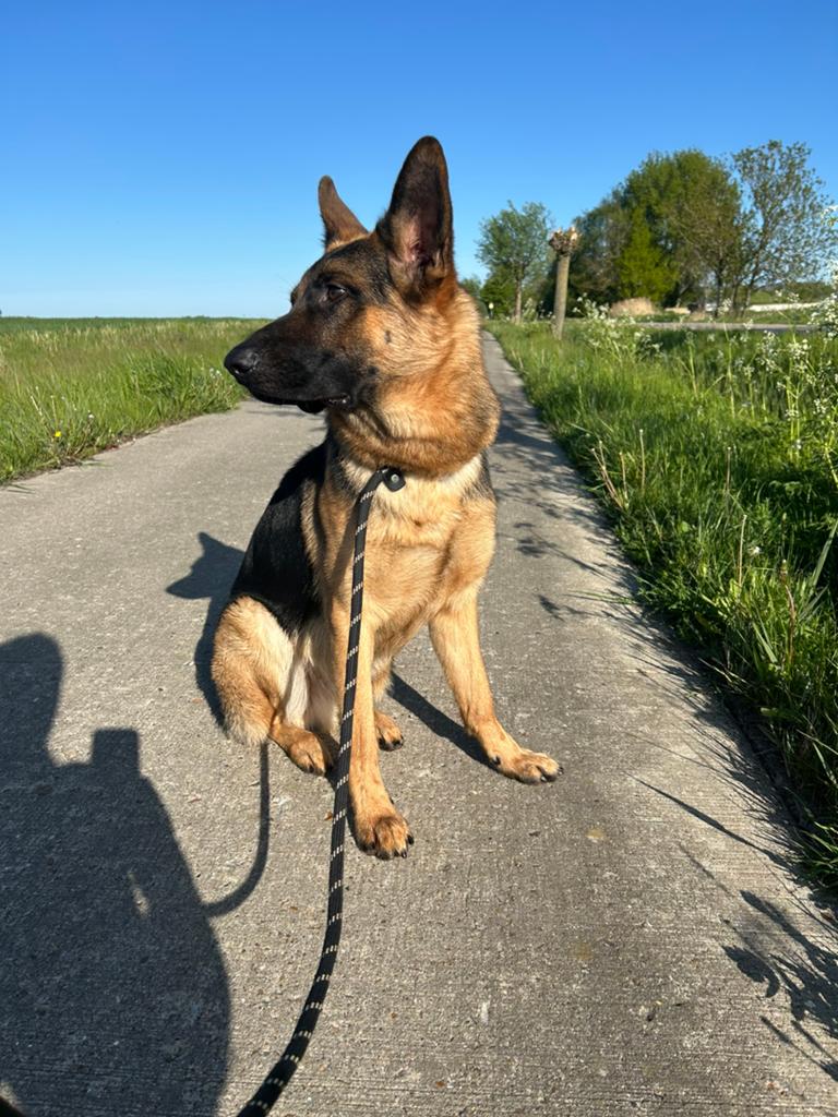 Herplaatser lieve Duitse herder 12mnd, Dieren en Toebehoren, 15 weken tot 1 jaar, Reu, Parvo, Eén hond