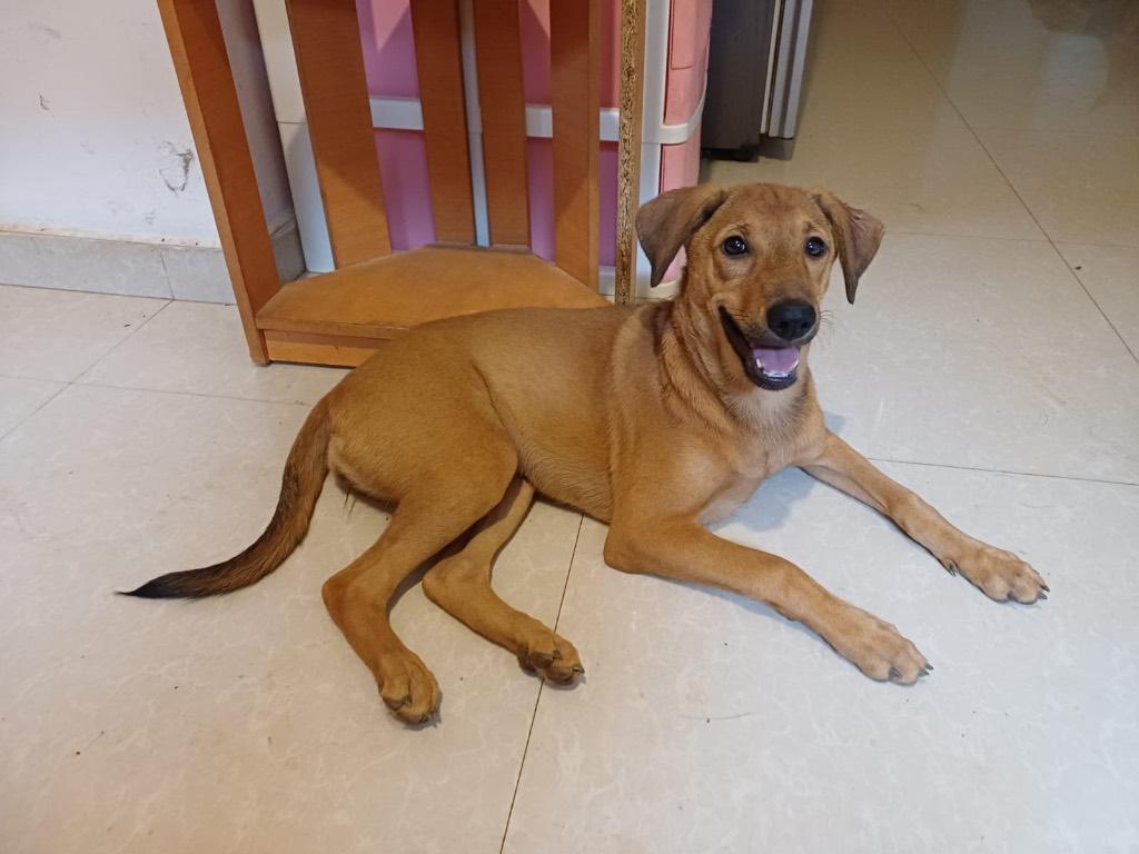 liefe pup te adopteren, Dieren en Toebehoren, Particulier, 15 weken tot 1 jaar, Buitenland, Teef