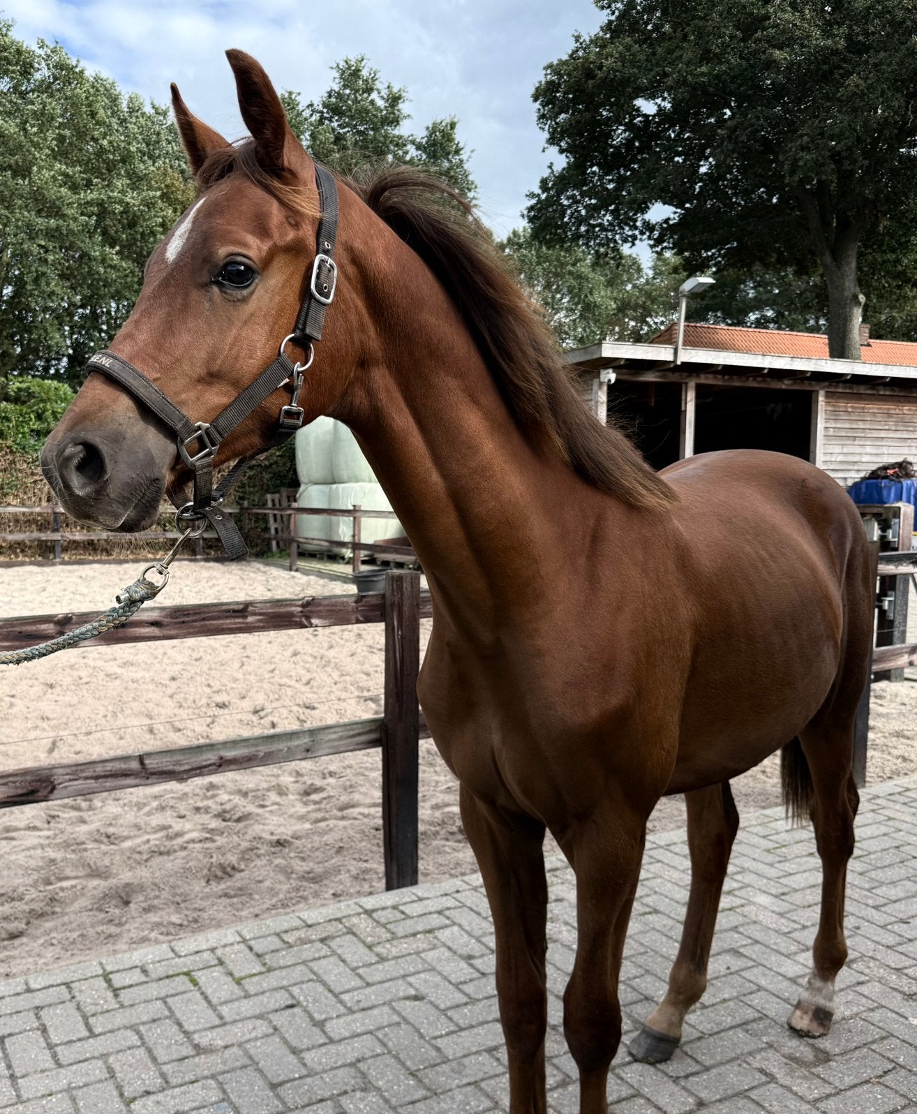 Jaarling van MC Laren, Ruin, Niet van toepassing, Dressuurpaard, Met stamboom